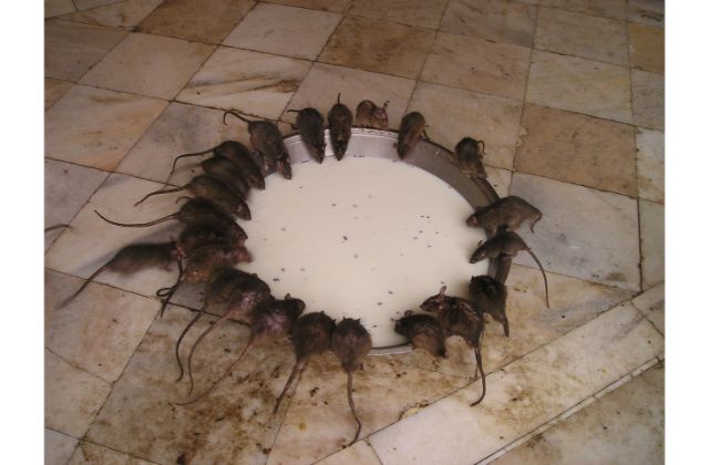 Extermination des rats