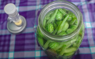 ferments maison