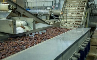Produits secs transportés sur convoyeur dans usine industrielle